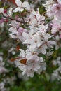 Ringo plumleaf crab apple Malus prunifolia var. rinkii flowers